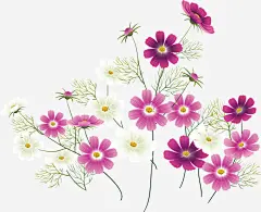 装饰花纹婚礼角花_新图网 https://ixintu.com 春天 春季 新品上市 春 传统花纹 春流行 装饰花纹 婚礼 角花 春暖花开