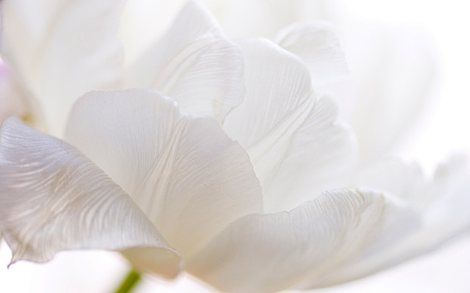 918304-white-flowers...