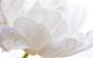 white flowers 9162