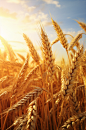 AI数字艺术小麦麦子稻谷稻田摄影图-众图网