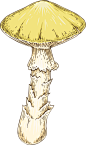 手绘秋季森林植物树叶蘑菇菌类蜗牛卡通免扣PNG图案 AI矢量素材 (4)