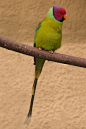 鹦形目·鹦鹉科·鹦鹉属：紫头鹦鹉