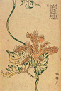 日本 浮世绘 服部雪斎 朝顔三十六花撰