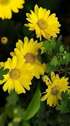 菊花图片大全小清新手机壁纸_动物植物_手机壁纸_主题之家下载站