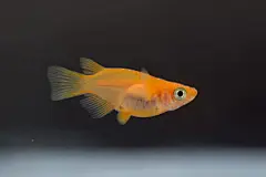 杨贵妃达摩鳉-楊貴妃ダルマメダカ : 比正常观背青鳉的观背达摩鳉鱼更短，是一种半达摩鳉。其中游泳摆动尾巴是很可爱的青鳉。