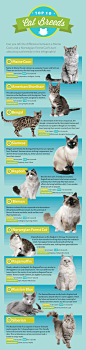 The Top #Cat Breeds of 2015, based on fan votes from around the world! Did your favorites make the list?: 