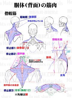 风の行者采集到A-绘画教程人体结构