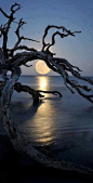 Full moon in Charleston, South Carolina • photo: Charleston Outdoors Magazine