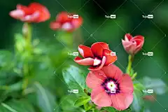 长春花 花壁纸 花朵 植物 红色花 花瓣 盛开 树叶 花卉背景