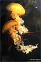 【行在深秋】之三十二：曼妙的水母, 尘埃8909旅游攻略