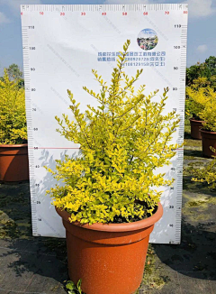 闲逸辋川采集到shrub-灌木