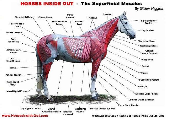 训马机构Horses Inside Ou...
