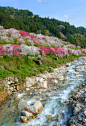 长野县,日本,桃花,泉,垂直画幅,美,里山,旅游目的地,地形,无人