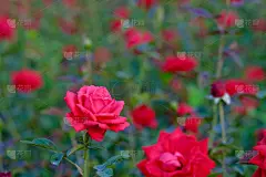 清新,菜园,玫瑰,美,贺卡,水平画幅,情人节,特写,明亮,花束