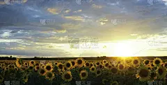 云,夏天,田地,自然,向日葵,自然美,俄亥俄河,远距离,日落,照亮