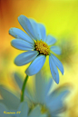 blue daisy