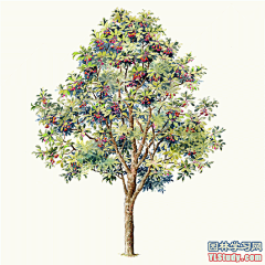 最全100-1张精美园林植物水彩效果图（拉丁名+种名） - 手绘效果图 - 园林学习网 - 10年专注！最大最精最专一的园林景观行业交流平台 - 手机版