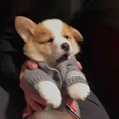 来自分享