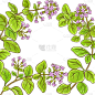 牛至,枝,边框,蔬菜,清新,香料,食品,花薄荷属,烹调,花