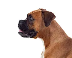 点击来源直接获取大图文件 |美丽的拳师犬