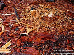 津巴布韦 非洲部落 珍贵树种 红木 浪费资源 民族工艺品 制作工艺, 胡来大叔旅游攻略