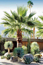 A dry garden in California’s Coachella Valley, designed by Marcello Villano, pairs fan palm and golden barrel cactus with varieties of yucca and aloe. See more in Required Reading: Succulents, The Ultimate Guide. Photograph courtesy of Succulents.