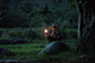 young boy lamp night field asia farmer green nature travel adventure people children boy 