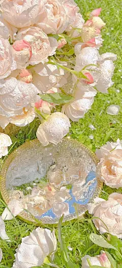 手机壁纸｜一期花束拿捏✨_18_哎呀玛呀_来自小红书网页版