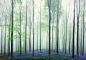 THE BLUE FOREST : Graphical photography approach in a springtime forest. 