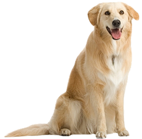 dog png image, pictu...