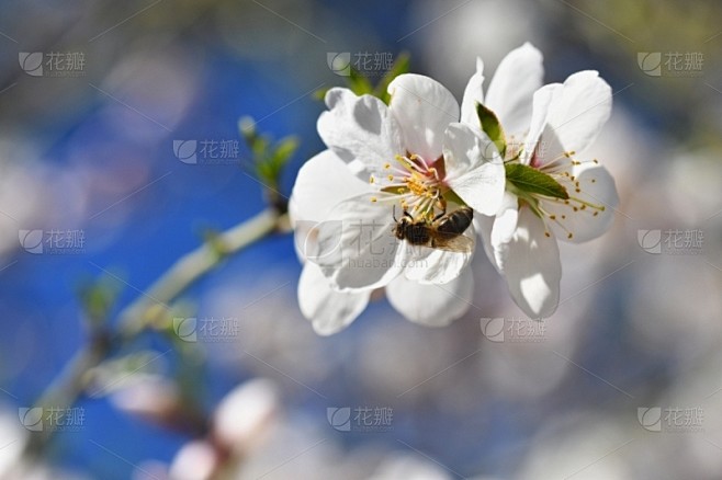 背景,自然,蜜蜂,春天,花朵,麦卢卡树,...