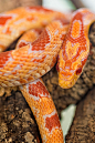 Nice orange snake by Tambako The Jaguar
