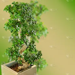 盆景微型榕树在模糊的梯度背景