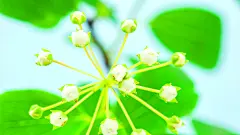 白茉莉花生长时间