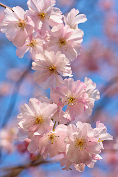 ZHIZ采集到陌上花开