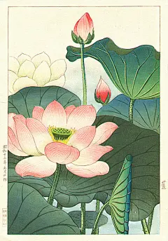 【创意荷花莲花图集下载】植物摄影影像与绘画精选