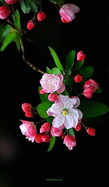 白小茶~采集到花植物