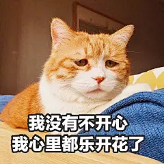 又云养猫了，小丧猫表情包（多图）