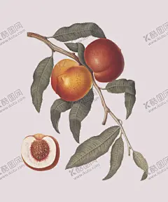 桃子 【酷图网】桃子,水果,手绘水果,百香果,水果食品,梨子,哈密瓜,石榴,无花果,手绘哈密瓜,洋葱,美味水果,茄子,西红柿,梨,雪梨,梨子芒果,手绘芒果,柠檬,手绘柠檬,樱桃,奇异果,手绘奇异果,手绘樱桃,手绘西瓜,青瓜,红萝卜,豌豆,苦瓜,苹果,西兰花,辣椒,草莓,萝卜,蘑菇,南瓜