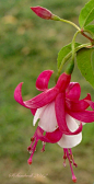 Fuchsia Blossom  