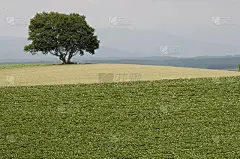 一棵大树在田野里