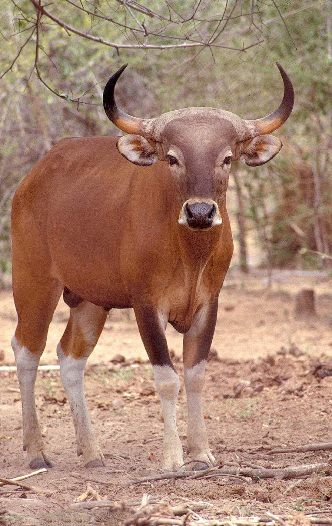 偶蹄目反刍亚目牛科牛亚科爪哇牛