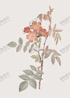 花纹 【酷图网】花纹,花,叶子,绿色叶子,手绘叶子,花纹花朵,手绘花纹,本草,手绘画,牡丹花,玫瑰花,茉莉花,手绘花,手绘,手绘插画,本草纲目,绿色植物,美丽花纹,插画,绘画,园艺,牵牛花,手绘牵牛花,木槿花,郁金香