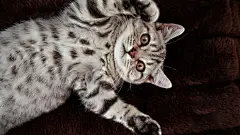 英国短毛猫，可爱的猫 壁纸 - 1920x1080