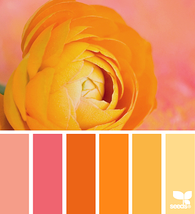ranunculus orange