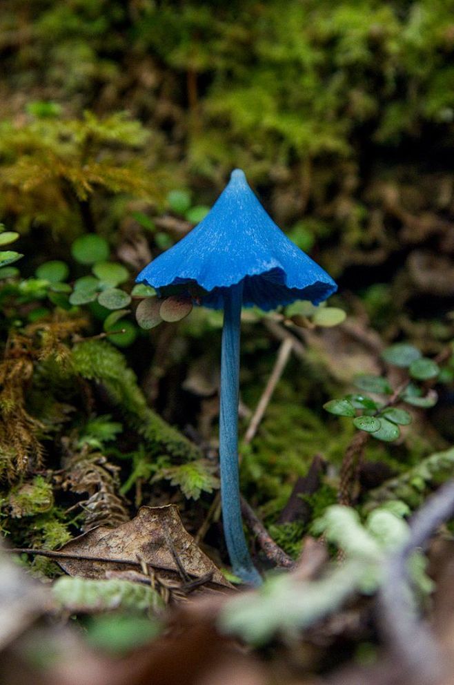 Blue Mushroom, Wanak...