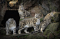 Snow Leopard Family by elke.os  on 500px