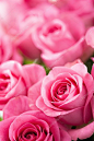 美丽的粉红色玫瑰花朵背景