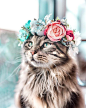 Leonidas & Orion auf Instagram: „TGIF!  #flowercrownfriday - i get a lot of questions on how i can get leo to wear flower crowns. the answer is allowing him to be…“