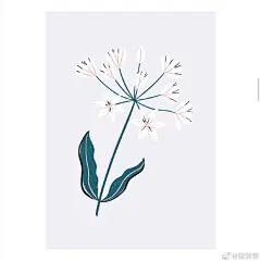 【深夜分享】
简约而不简单的花卉作品，制作成明信片真的吼吼看哦~超想做一套自己的插画周边，植物花卉确实是个很棒的题材哈。
作者：ins:mal_made

插画超话 ​​​​